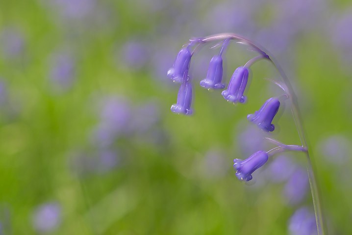 Pflanzen Atlantisches Hasenglckchen Hyacinthoides non-scripta Buebell